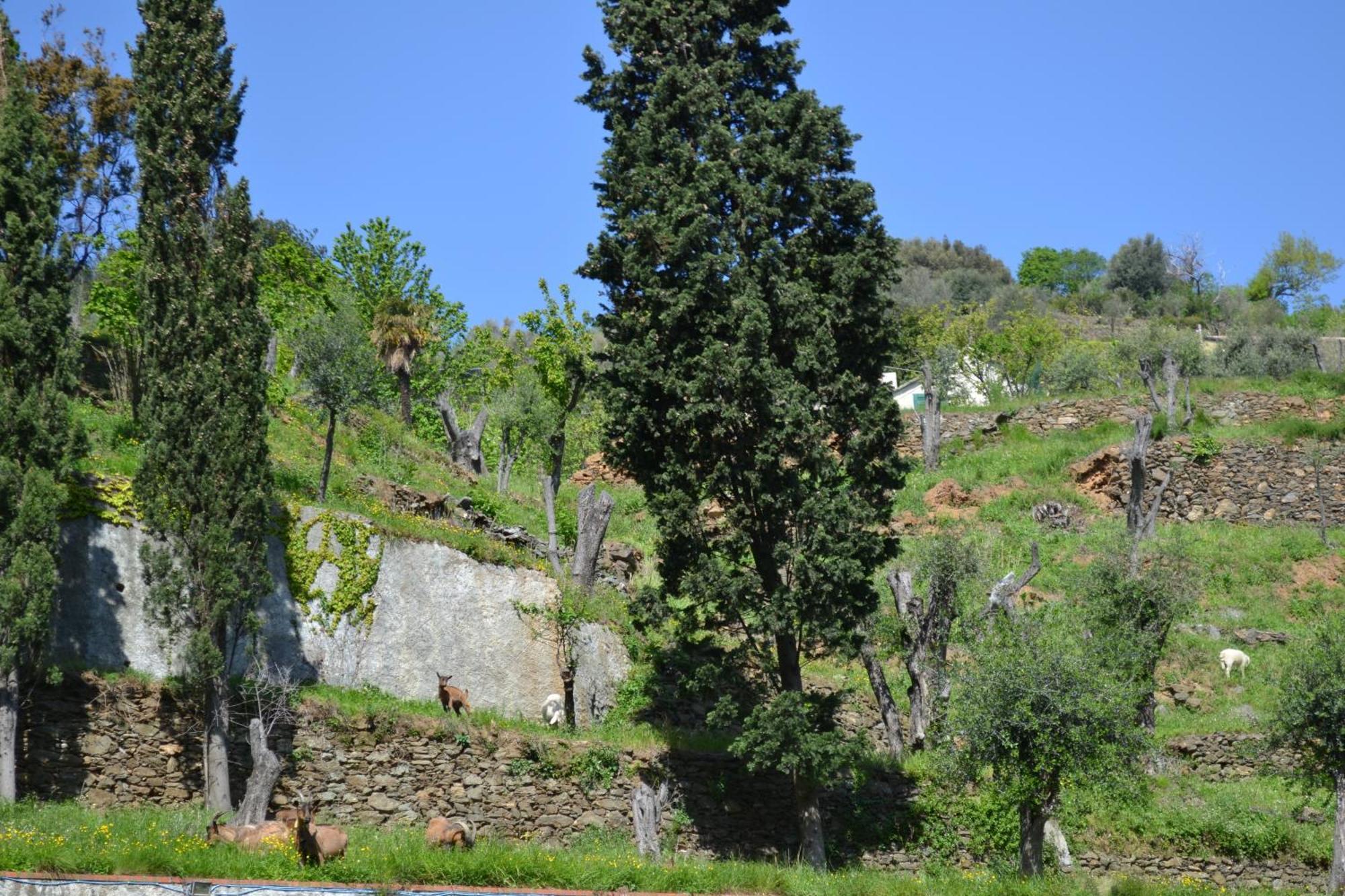 Villa D'Albertis Crevari Exterior foto